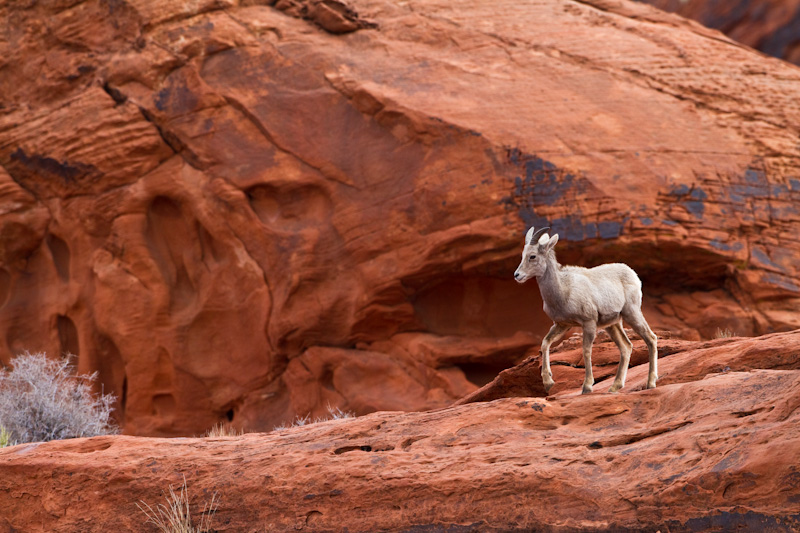 Bighorn On Slickrock